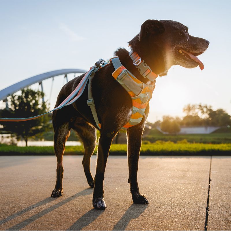 Ruffwear Front Range Hundegeschirr, Spring Mountains | bitiba.de