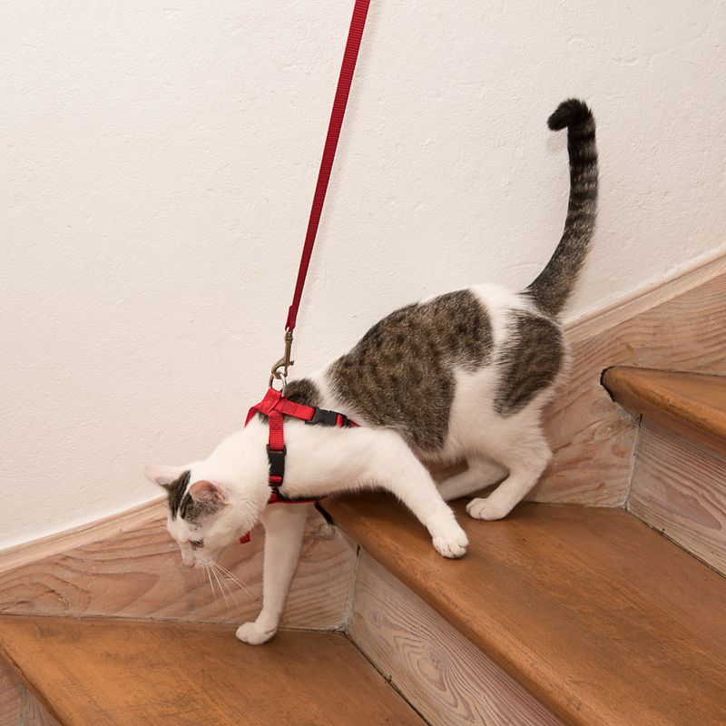Trixie Auto-Geschirr für Katzen zu TOP-Preisen
