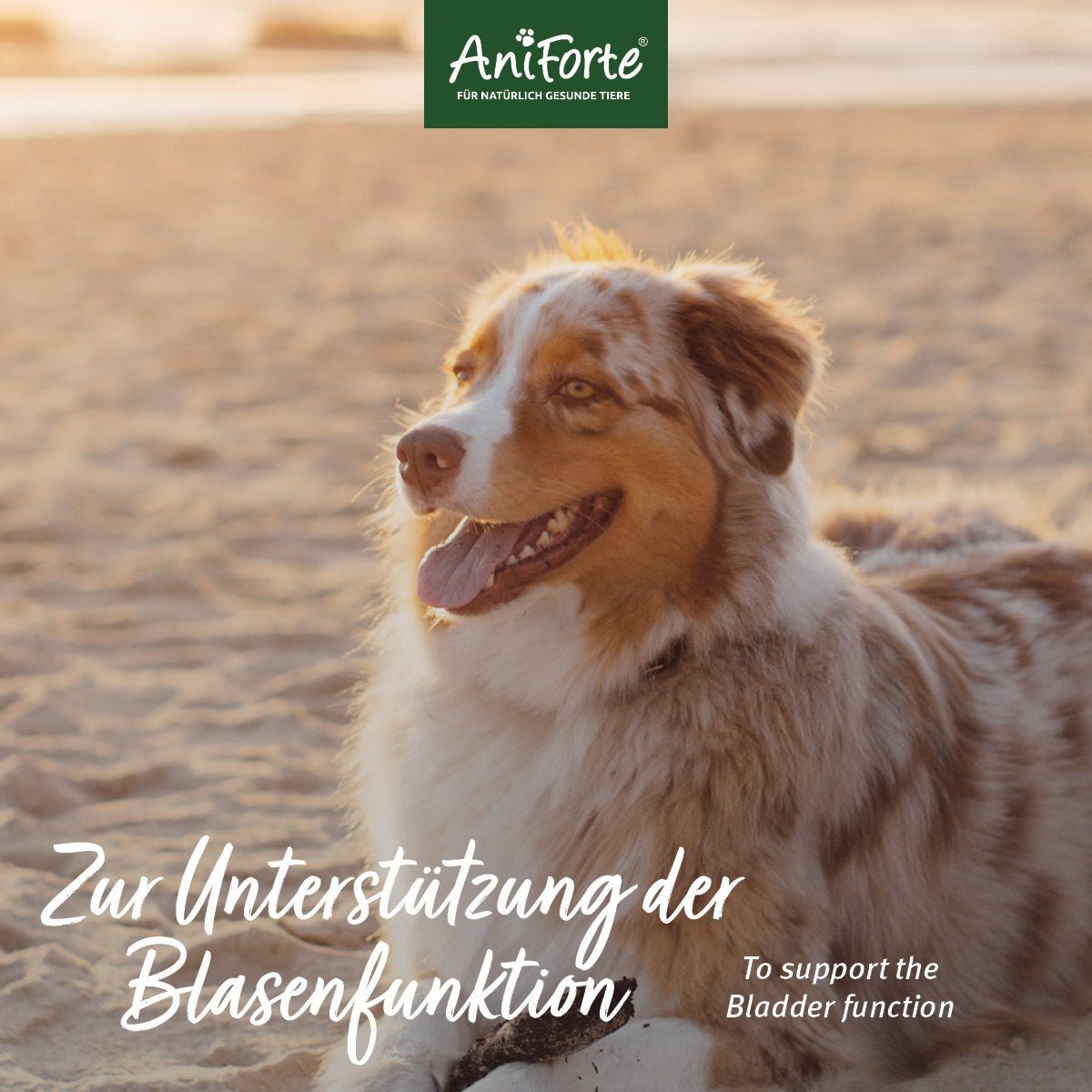 Aniforte Ergänzungsfutter & Aufzucht Aniforte Blasen-Formel 100 g