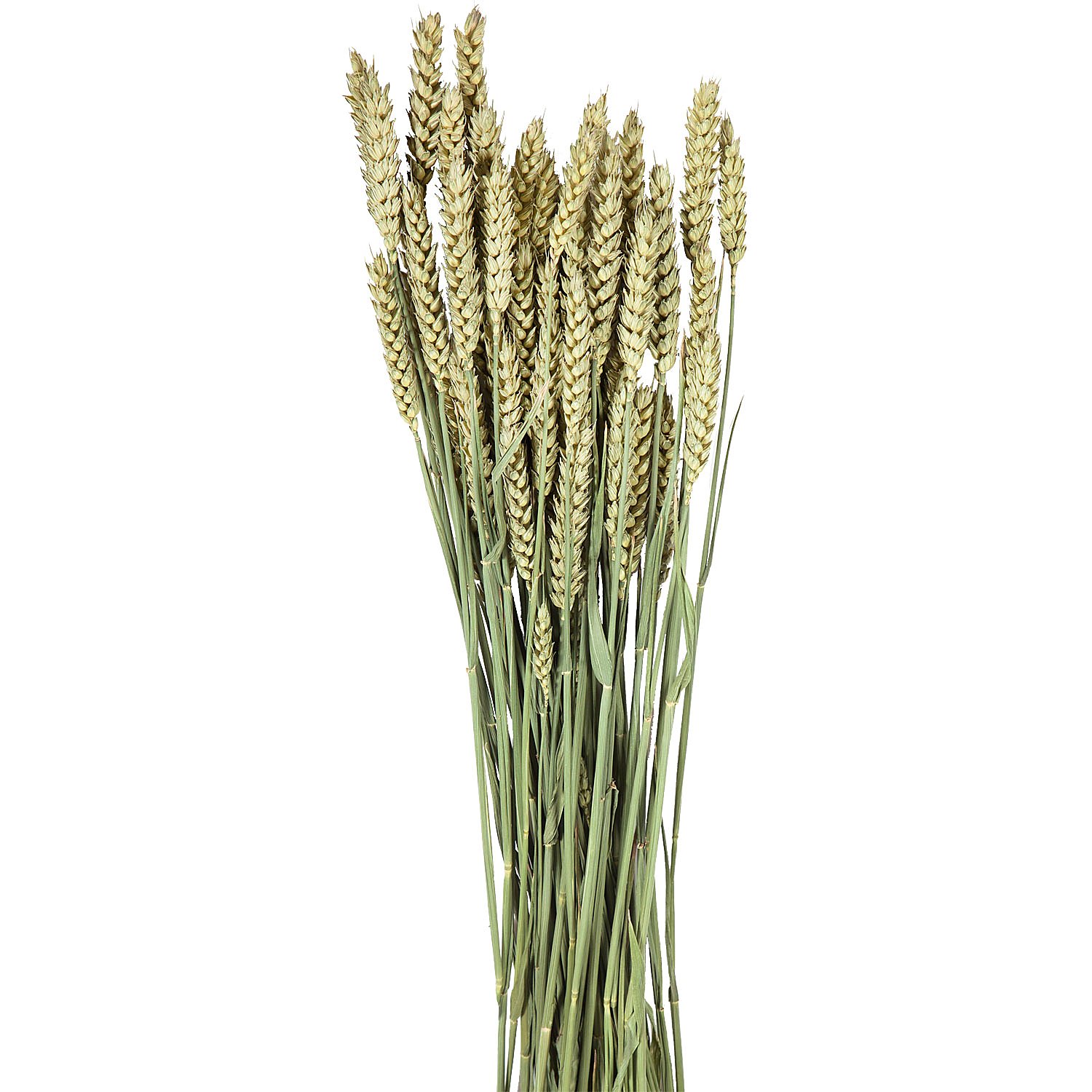 Weizenähren, grün, 100 g