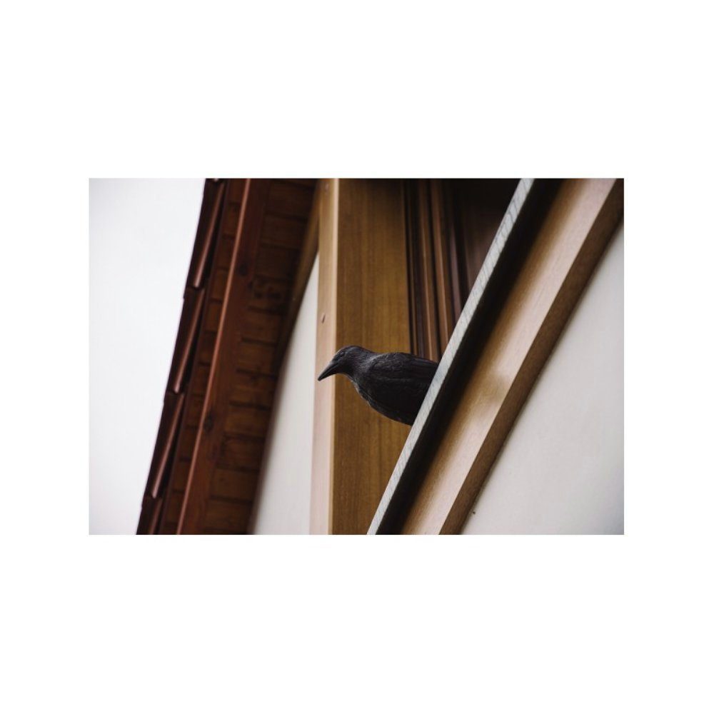 Bradas Vogel-Schreck Taubenabwehr Vogelschreck Rabe Bradas