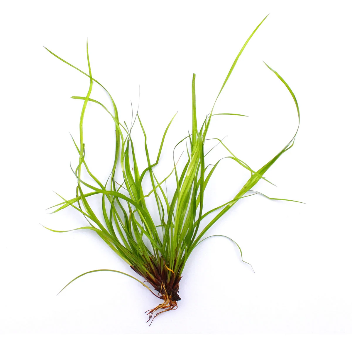 Dennerle Plants Juncus repens In-Vitro kaufen
