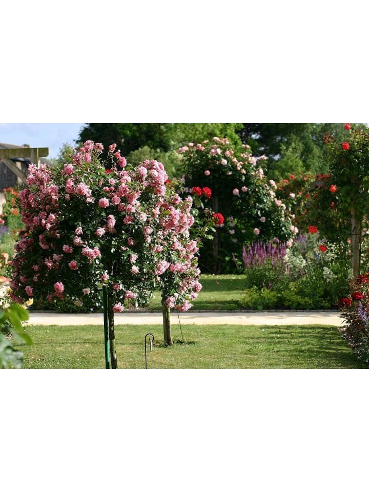 OH2 3er-Set: XXL Großblütige Stielrosen in Rosa günstig kaufen onesize