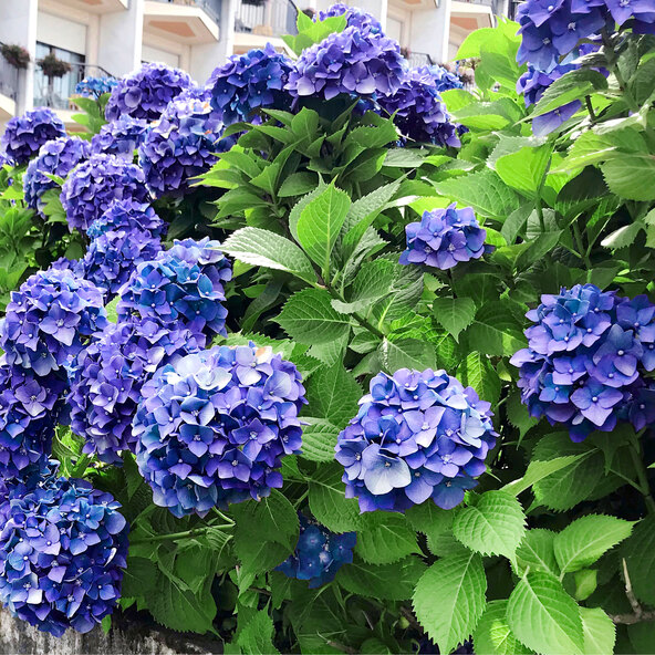 Bauernhortensie King Size Blau
