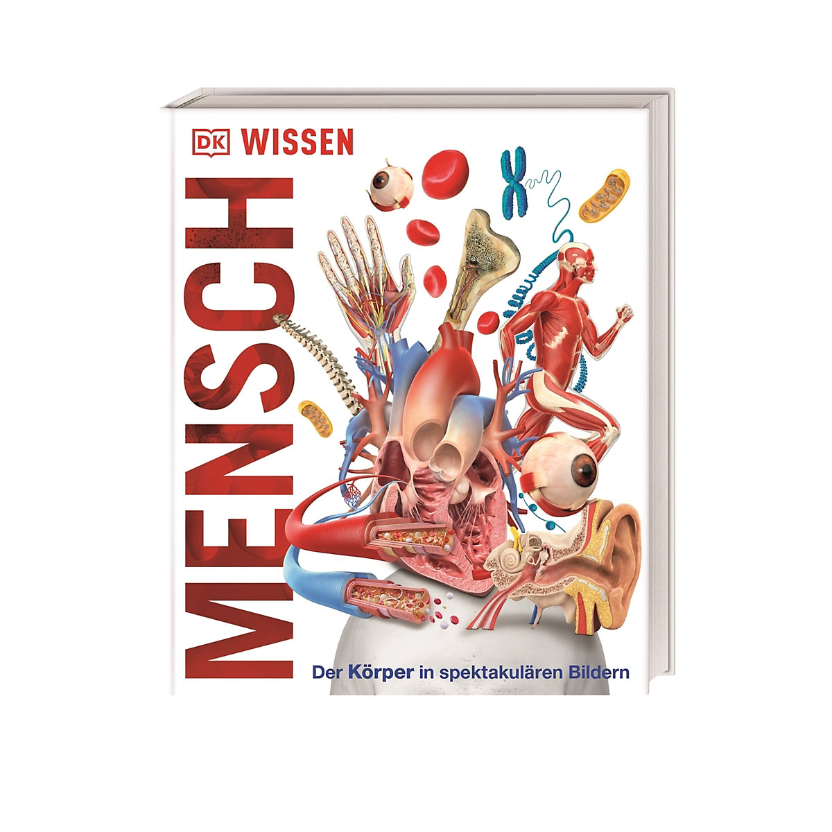 Wissen - Mensch
