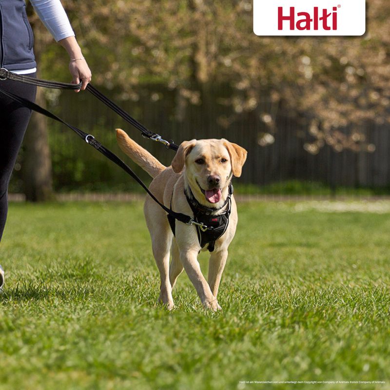 HALTI Trainingsleine zu TOP-Preisen