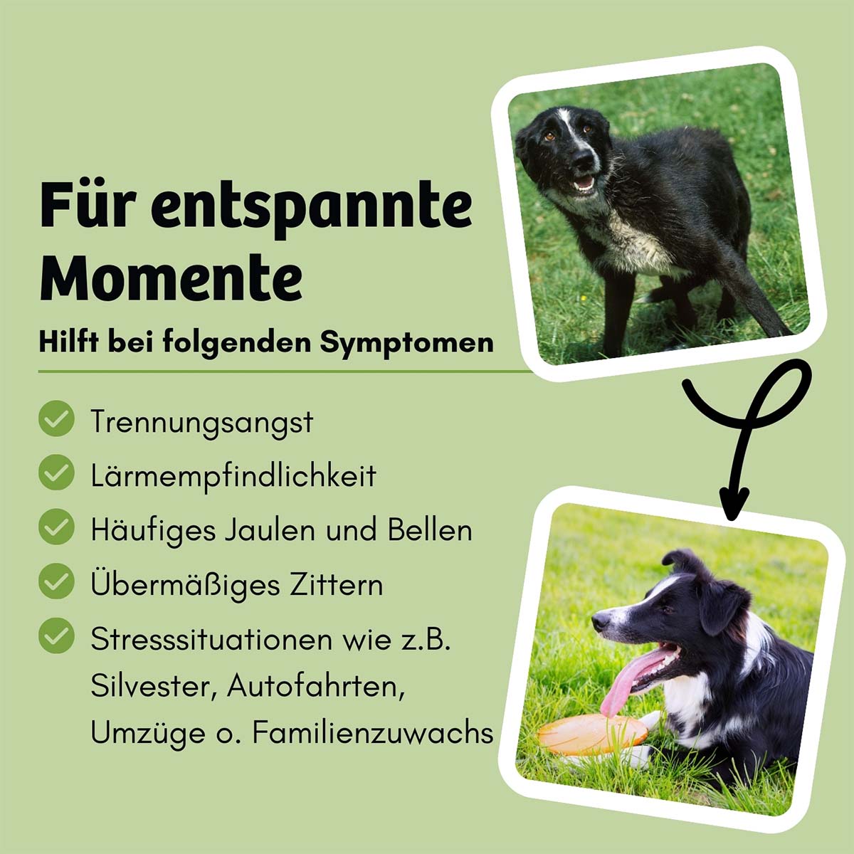 BugTerrine Adult grün Spinat & Hanf günstig kaufen bei ZooRoyal