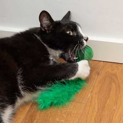 Katzenspielzeug Wagging Set