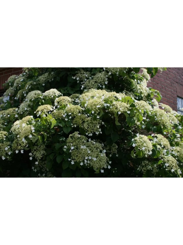 OH2 2er-Set: Kletterhortensie in weiß günstig kaufen onesize