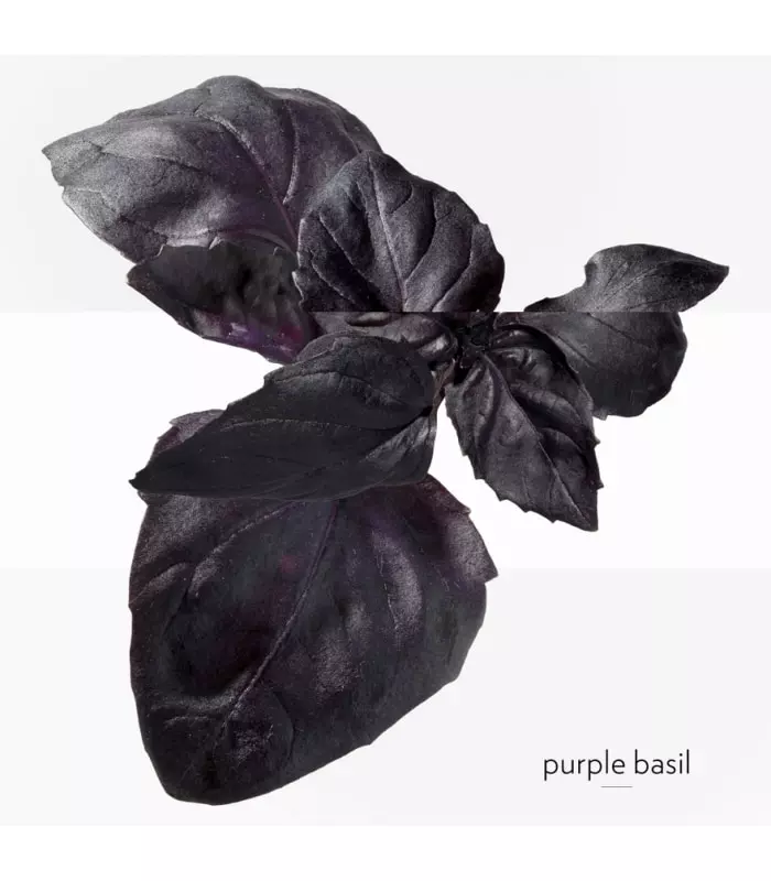 EAU DE BASILIC POURPRE  Eau de Cologne Vaporisateur
