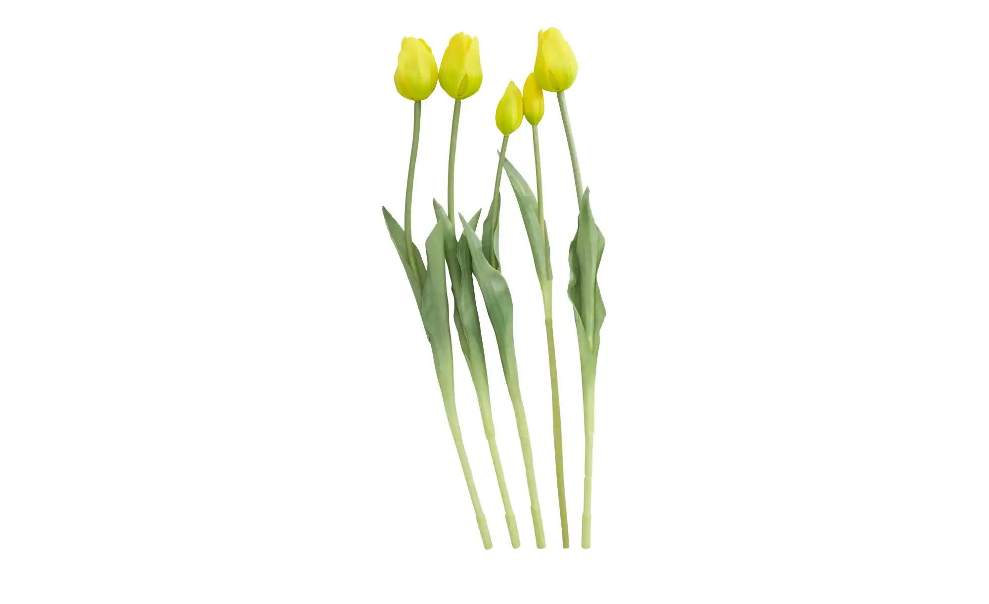 Französischer Tulpenbund