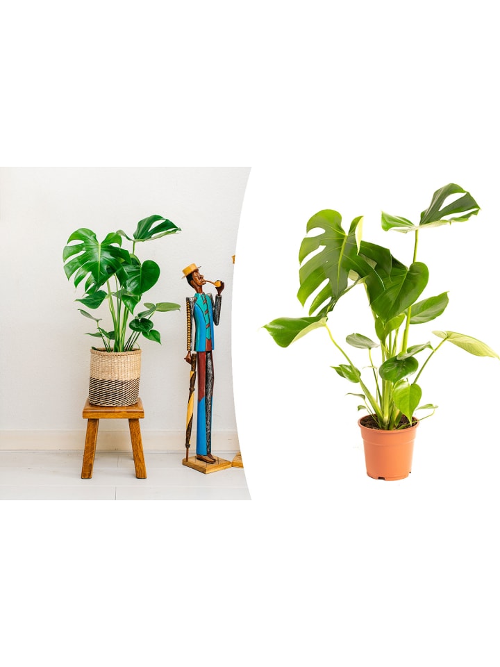 OH2 Monstera Deliciosa in Grün günstig kaufen onesize