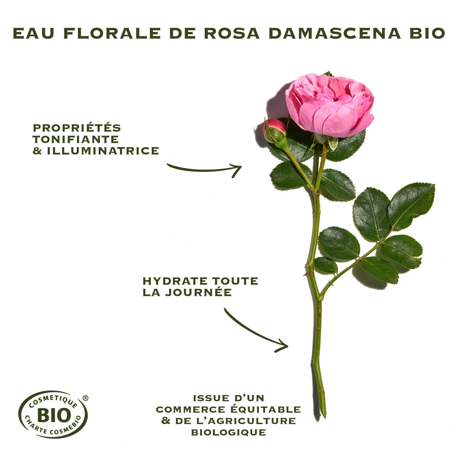 Sanoflore Rosa angelica