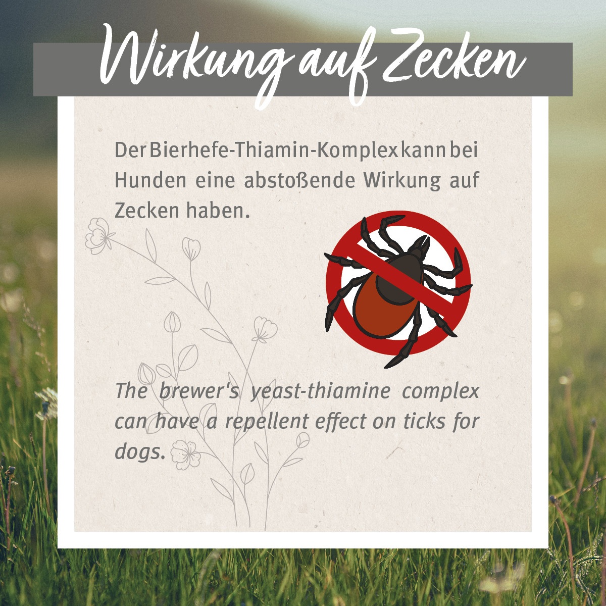 Aniforte Ergänzungsfutter & Aufzucht Aniforte Zecken Schild (35 bis 50kg) für große Hunde 60 Kapseln