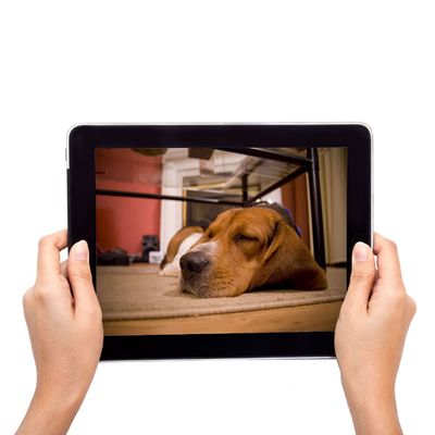 EYENIMAL PET VISION LIVE FULL HD Camera