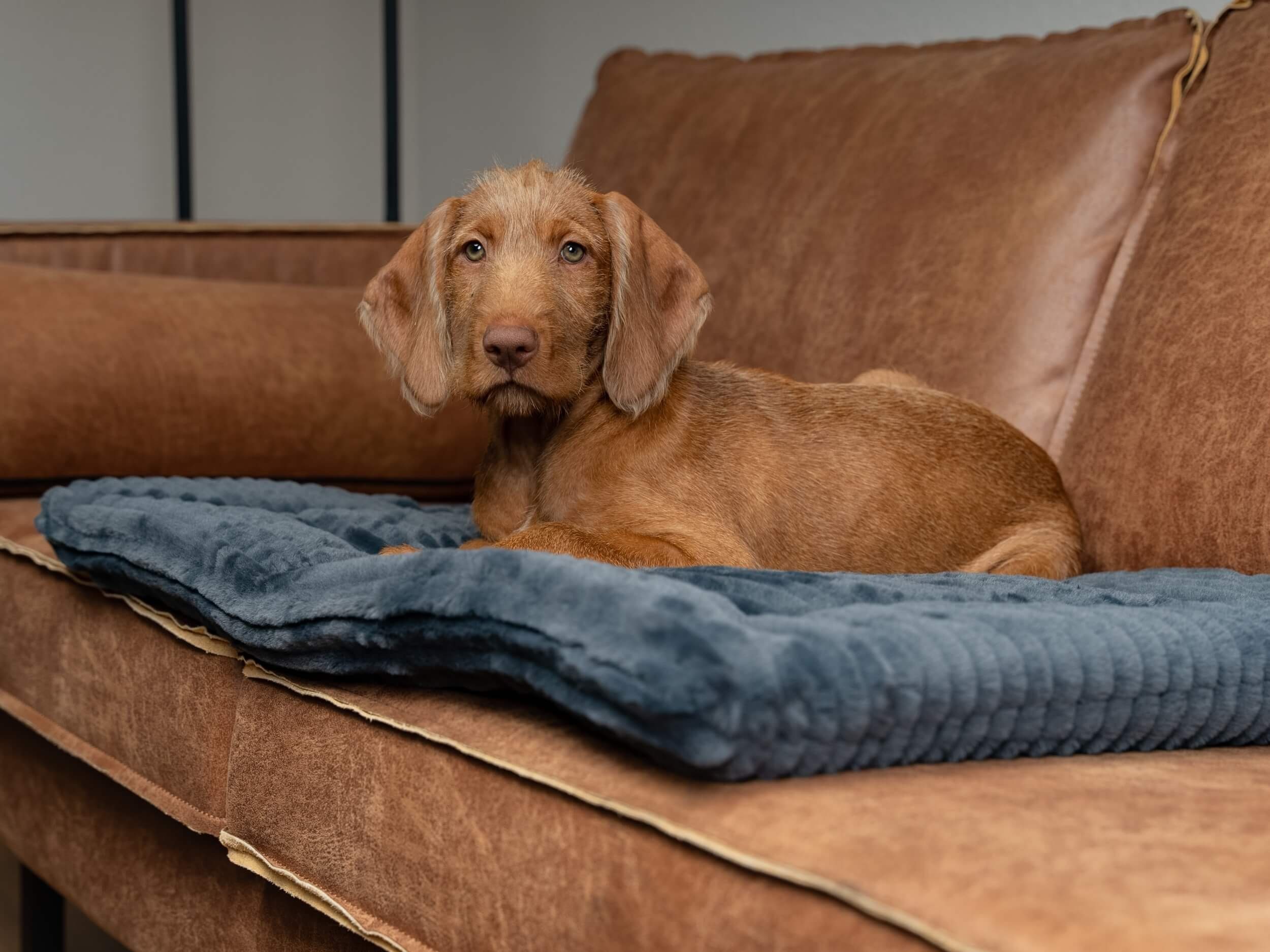 TrendPet Tierdecke Harmony anthrazit, gefütterte Decke, in verschiedenen Größen erhältlich