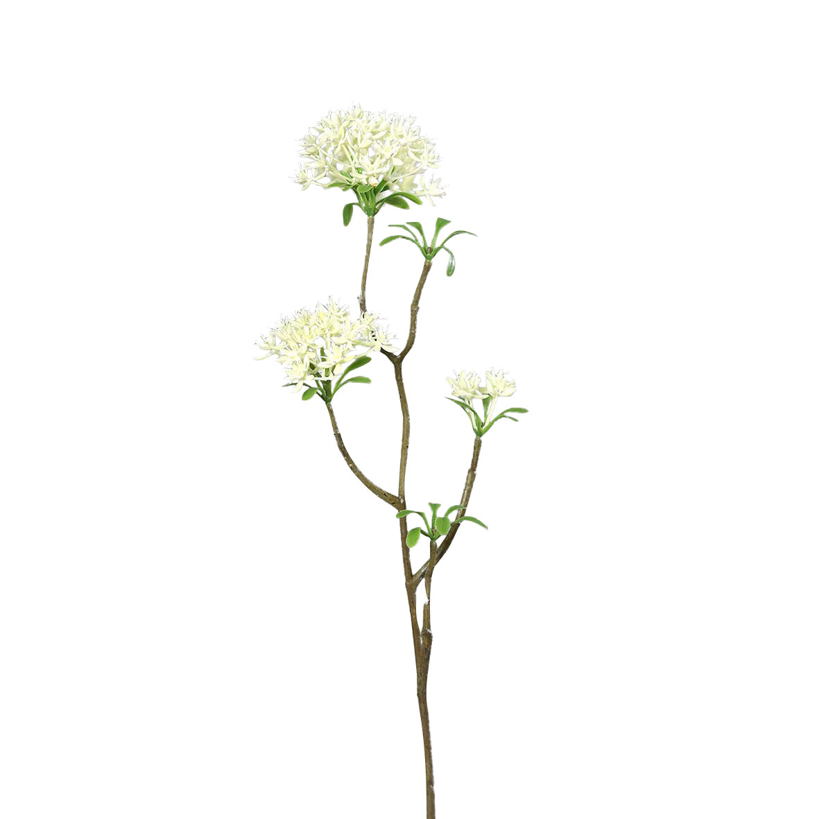 DPIBowardien 54cm