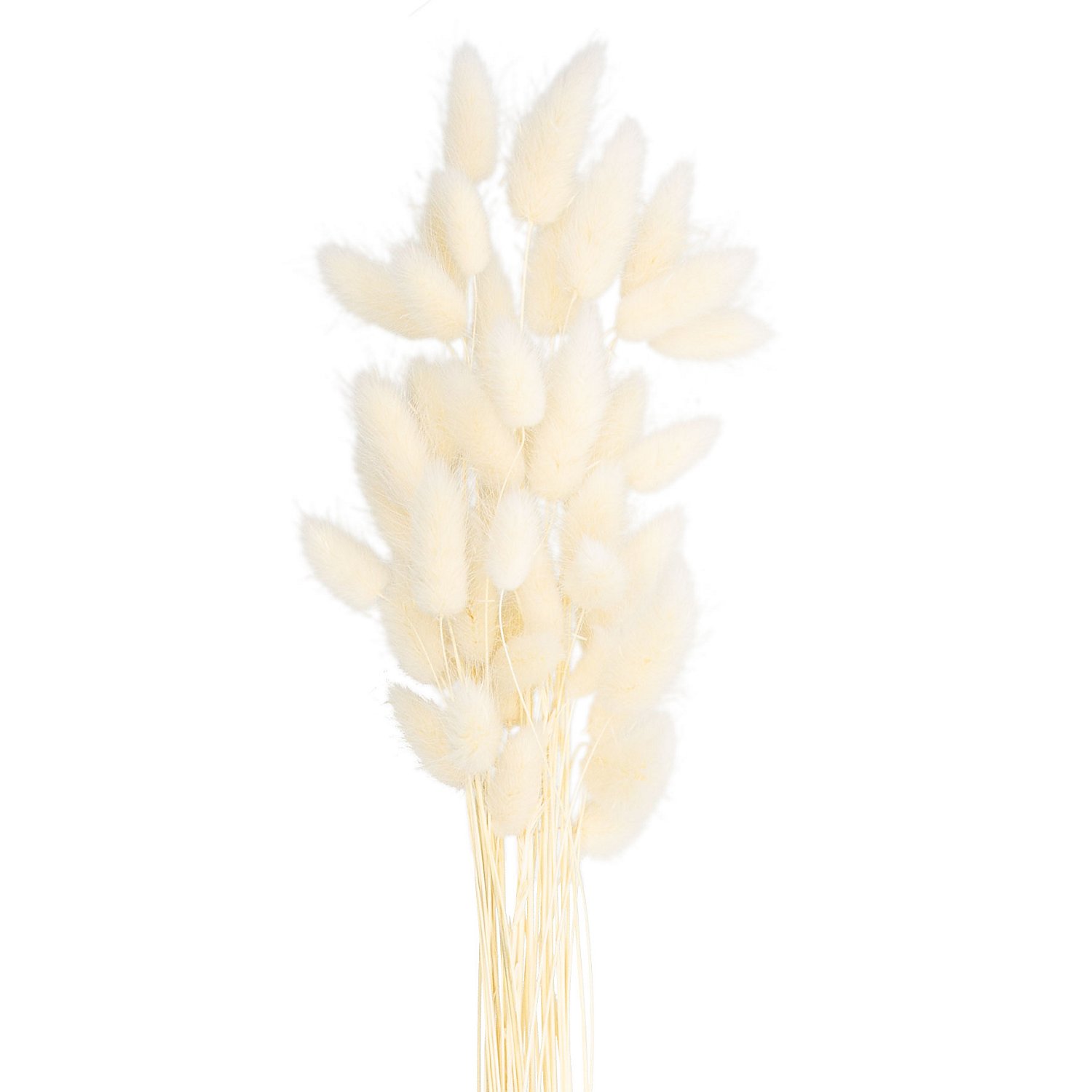 Lagurus-Gras, gebleicht, 50–60 cm, 35–45 Stück
