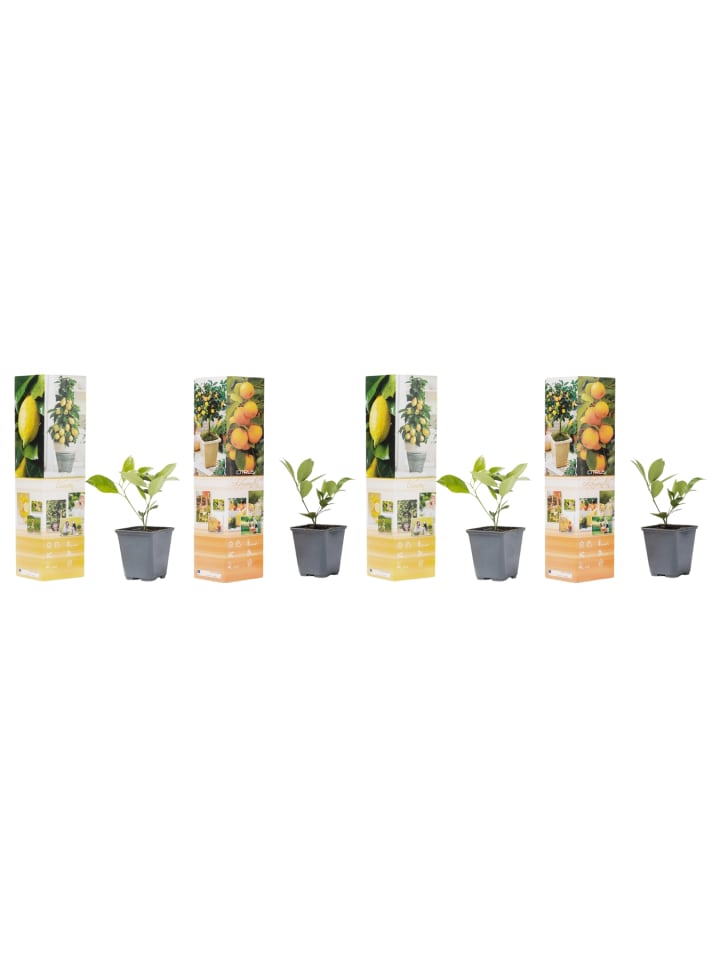 OH2 4er-Set Pflanzen Citrus Mix in Bunt günstig kaufen onesize