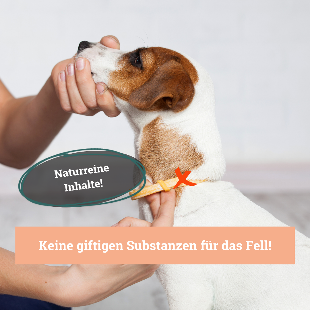 BeG Buddy Fellpflege BeG Buddy Fellspray Zecke