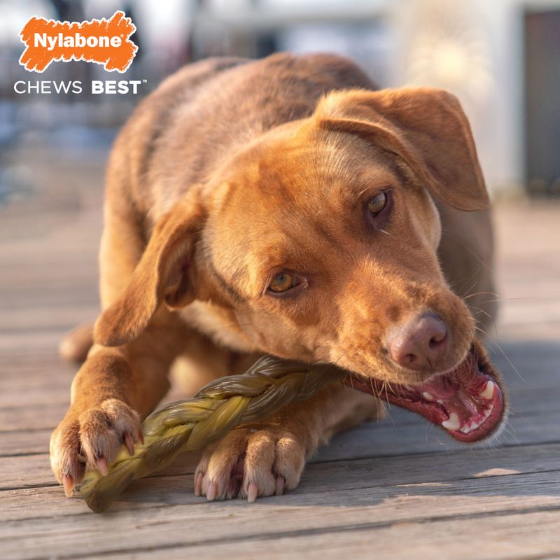 Nylabone Ochsenziemer Alternative mit Rindgeschmack