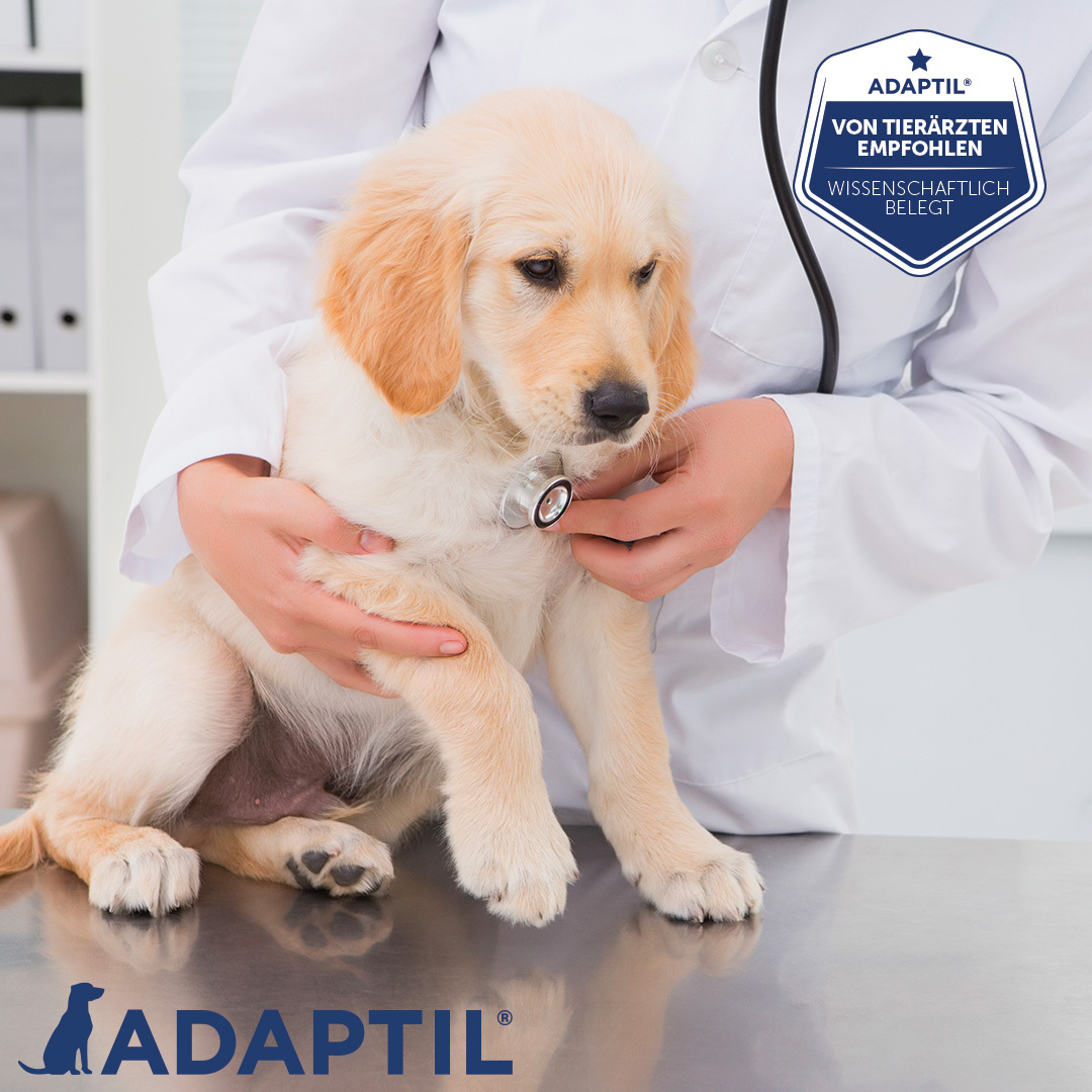 ADAPTIL Beruhigungsmittel ADAPTIL Junior Halsband Anti Stress Erziehungshalsband
