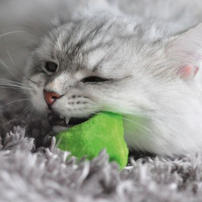 Aumüller Katzenspielkissen Plüschkatzen