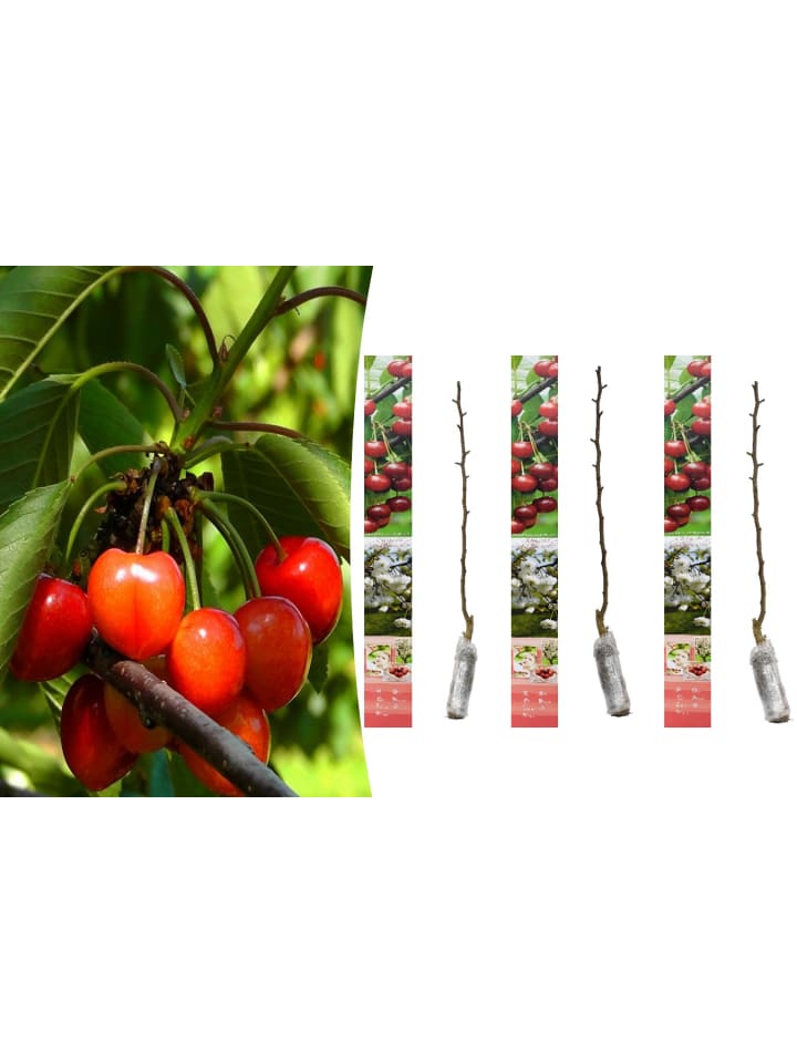 OH2 3er-Set Kirschschatz Morelle Obstbäume in Bunt günstig kaufen onesize