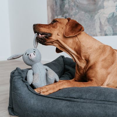 HUNTER Hundespielzeug Marle Schwein