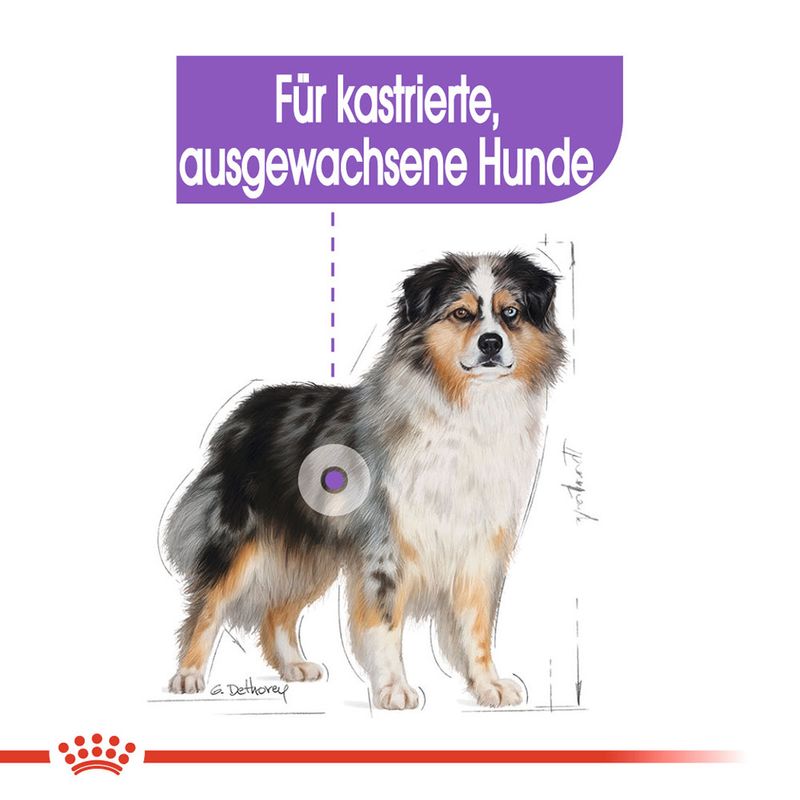 Royal Canin Medium Sterilised zu TOP-Preisen