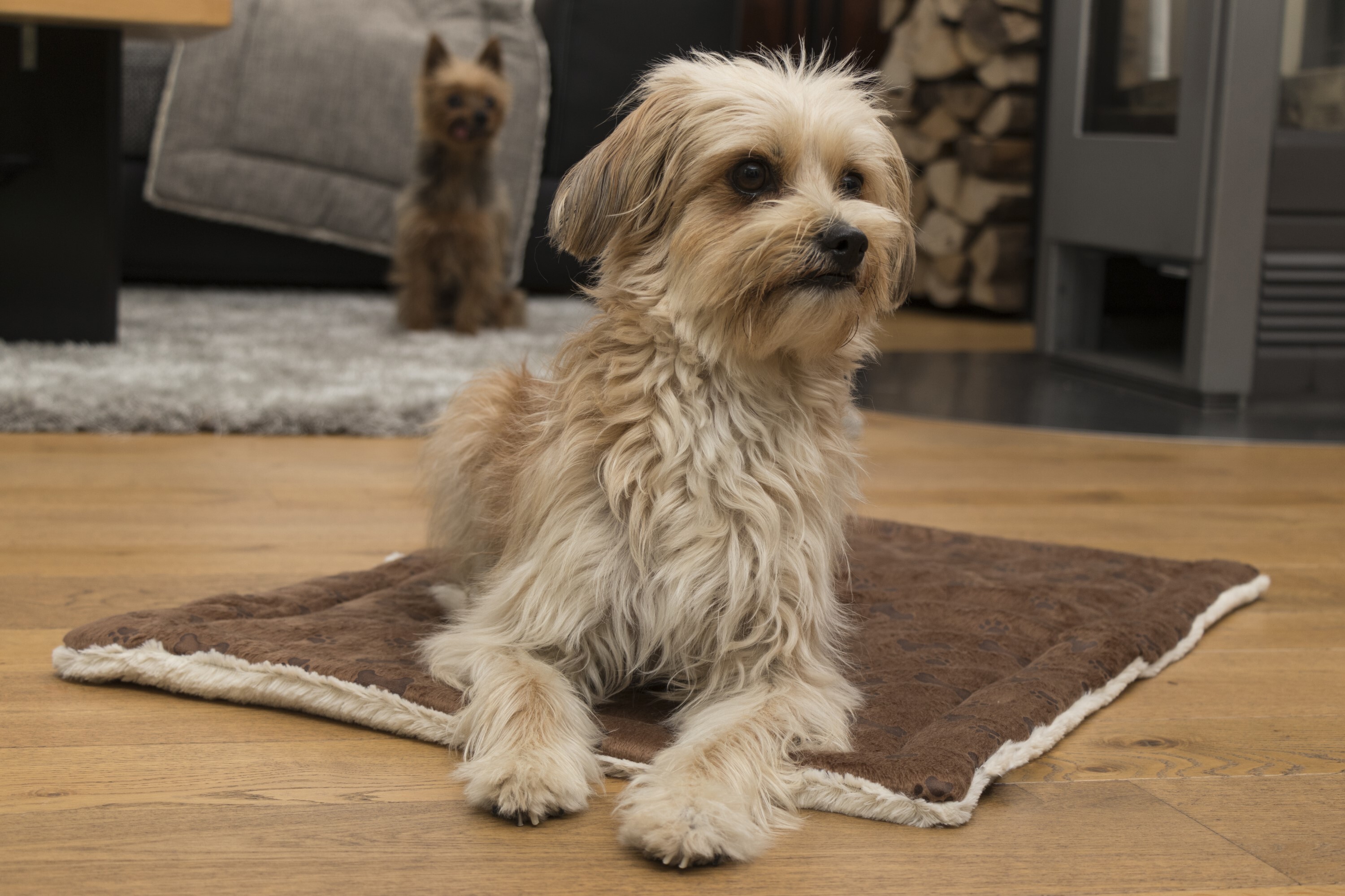 TrendPet Hundedecken TrendPet Relax Kuscheldecke braun XL