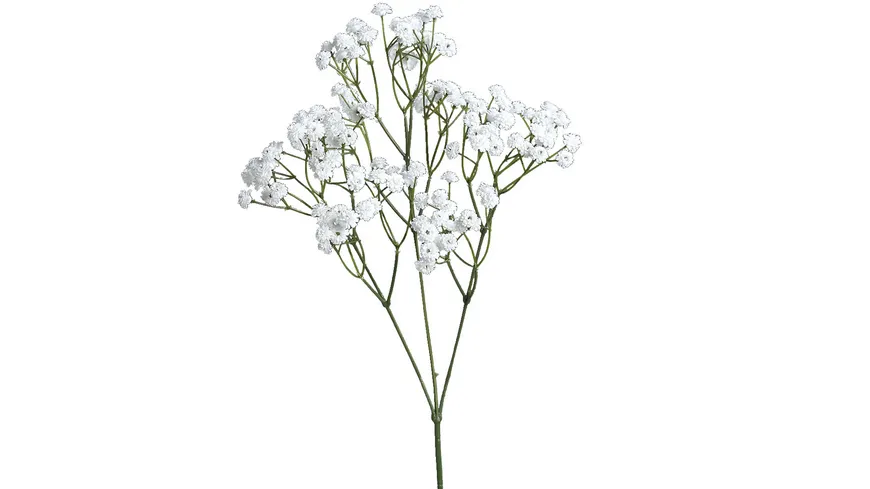 Schleierkraut, 67cm