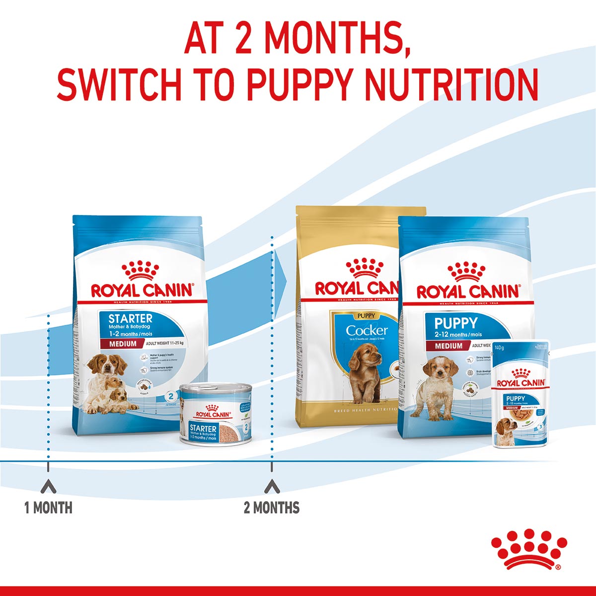 ROYAL CANIN MEDIUM Starter für tragende Hündinnen und Welpen mittelgroßer Rassen