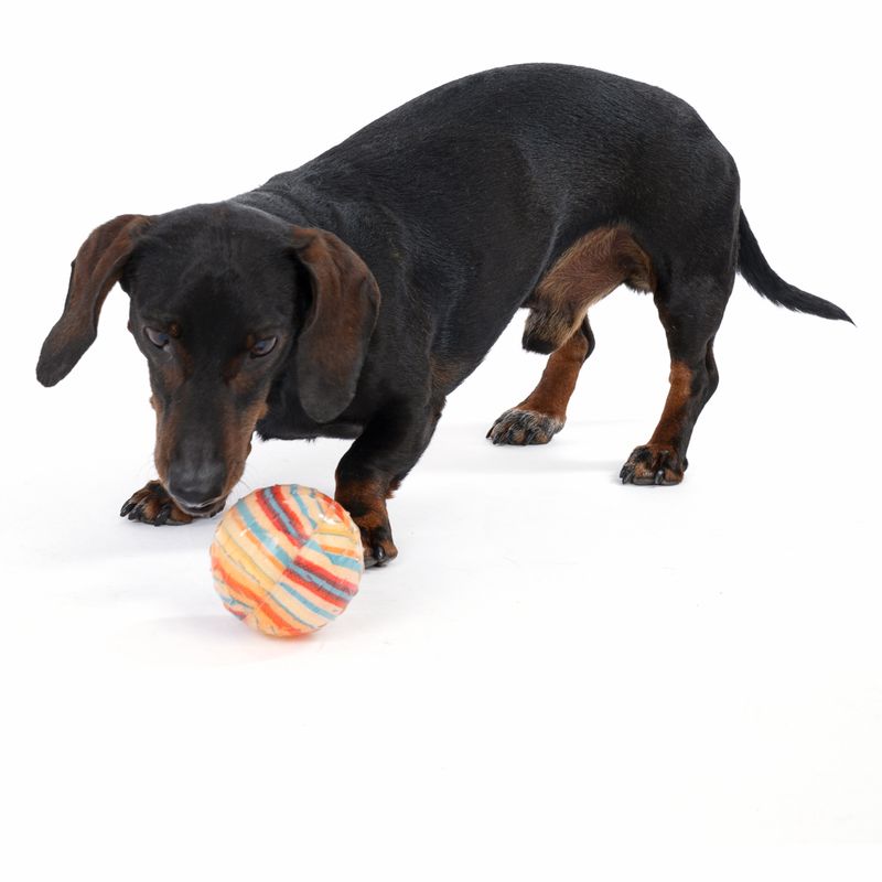 TIAKI Hundespielzeug TPR Ball Fantasy zu TOP-Preisen | bitiba %