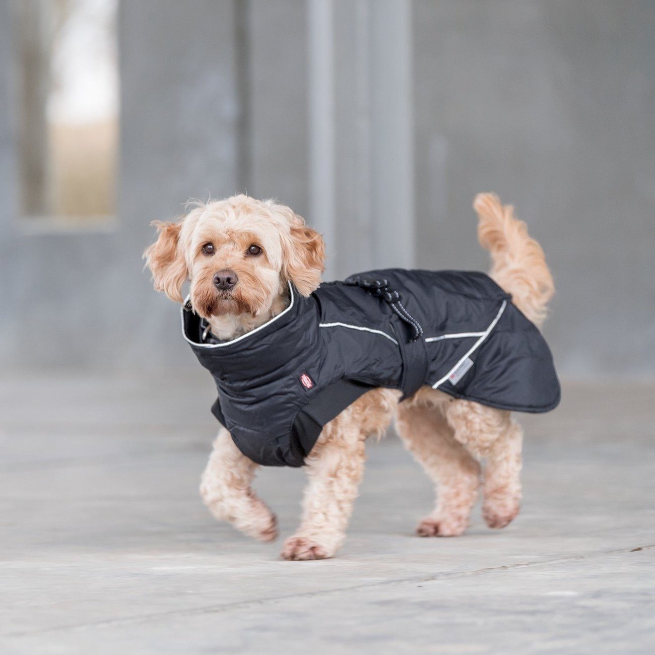 TRIXIE Hundemantel Wintermantel Brizon