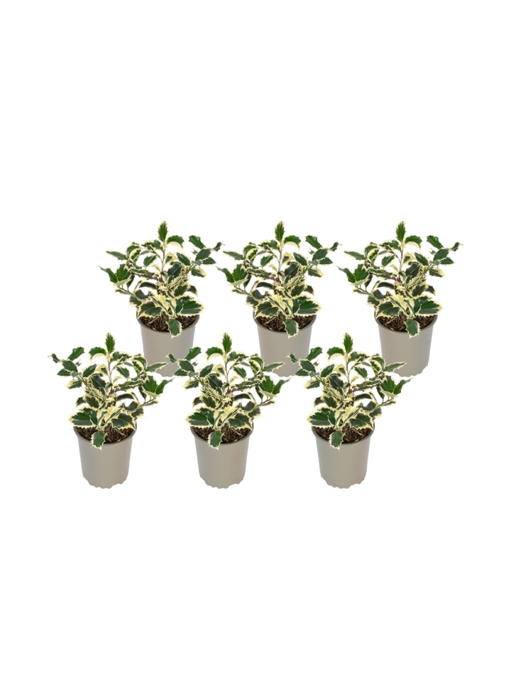 OH2 6er-Set Ilex aquifolium 'Argentea Marginata in Grün günstig kaufen onesize