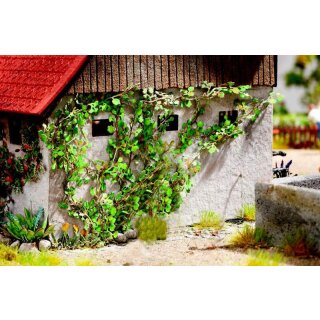 Ziterdes Wilder Wein, 12, Pflanzen (Laser Cut)