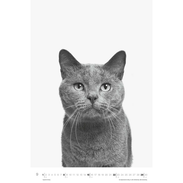 ANIMALS 2024 - FOTO-KALENDER - POSTER-KALENDER - Kalender