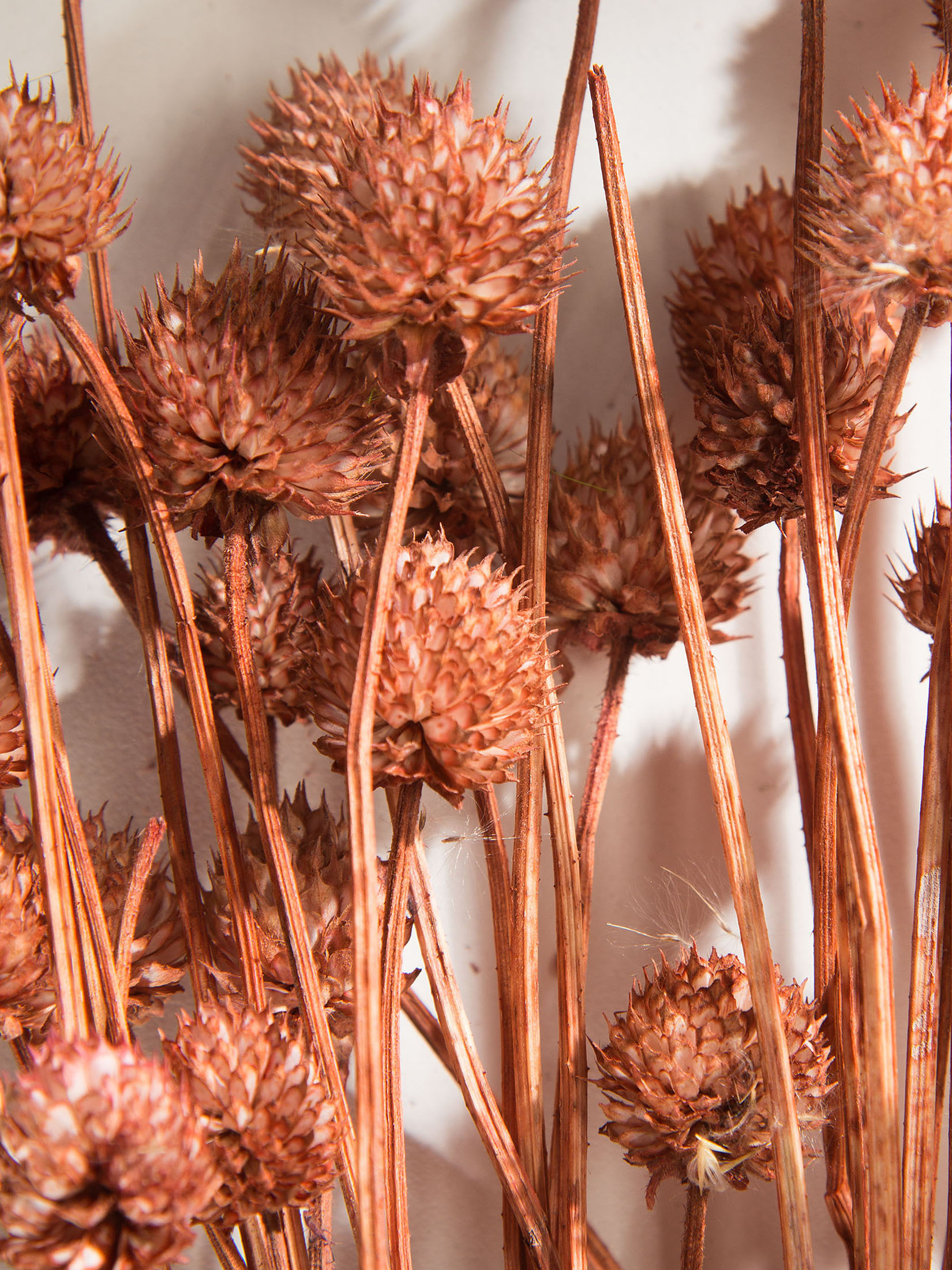 Phalaris Trockenblume, Autumn Red