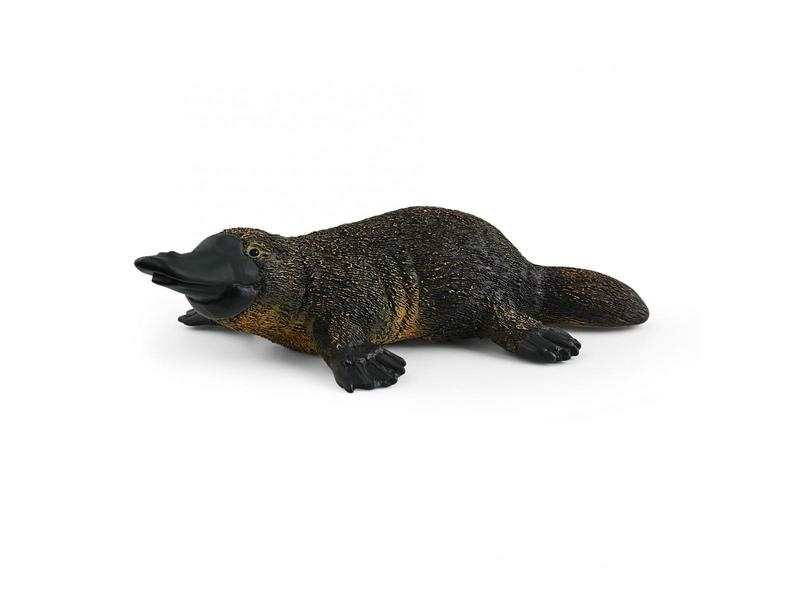 Ornithorynque