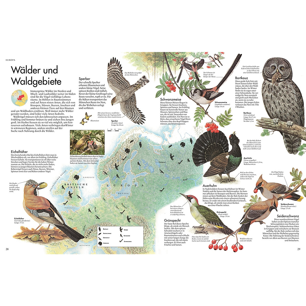 Atlas der Vögel