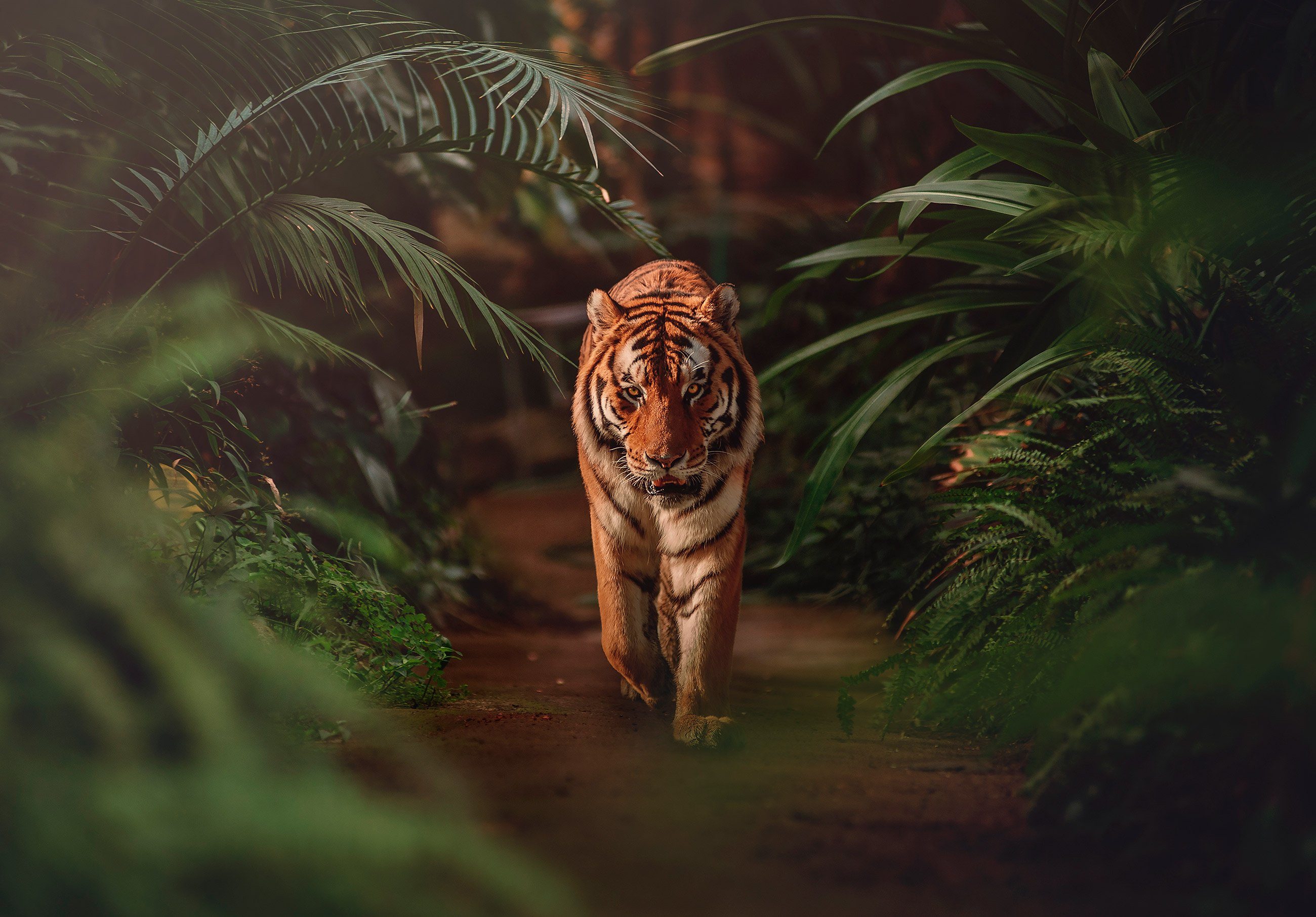 Wallarena Fototapete Tiger Wald Dschungel 3D EFFEKT Vlies Tapete Wohnzimmer Schlafzimmer, Glatt, Tiere, Natur, Blätter, Vliestapete inklusive Kleister
