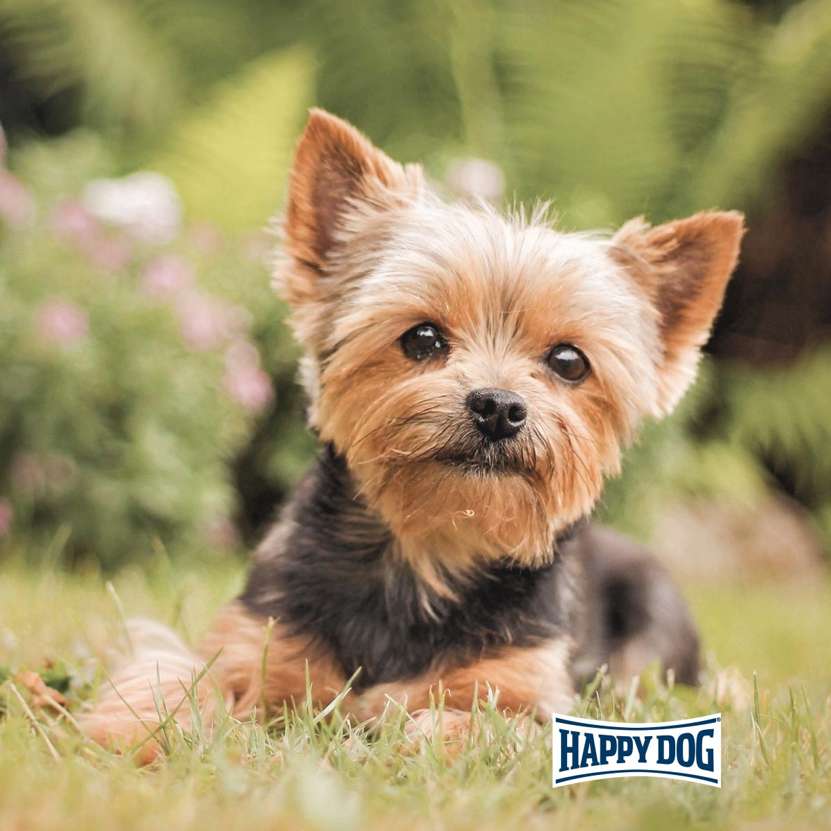 Happy Dog fit & vital Mini Puppy günstig kaufen bei ZooRoyal