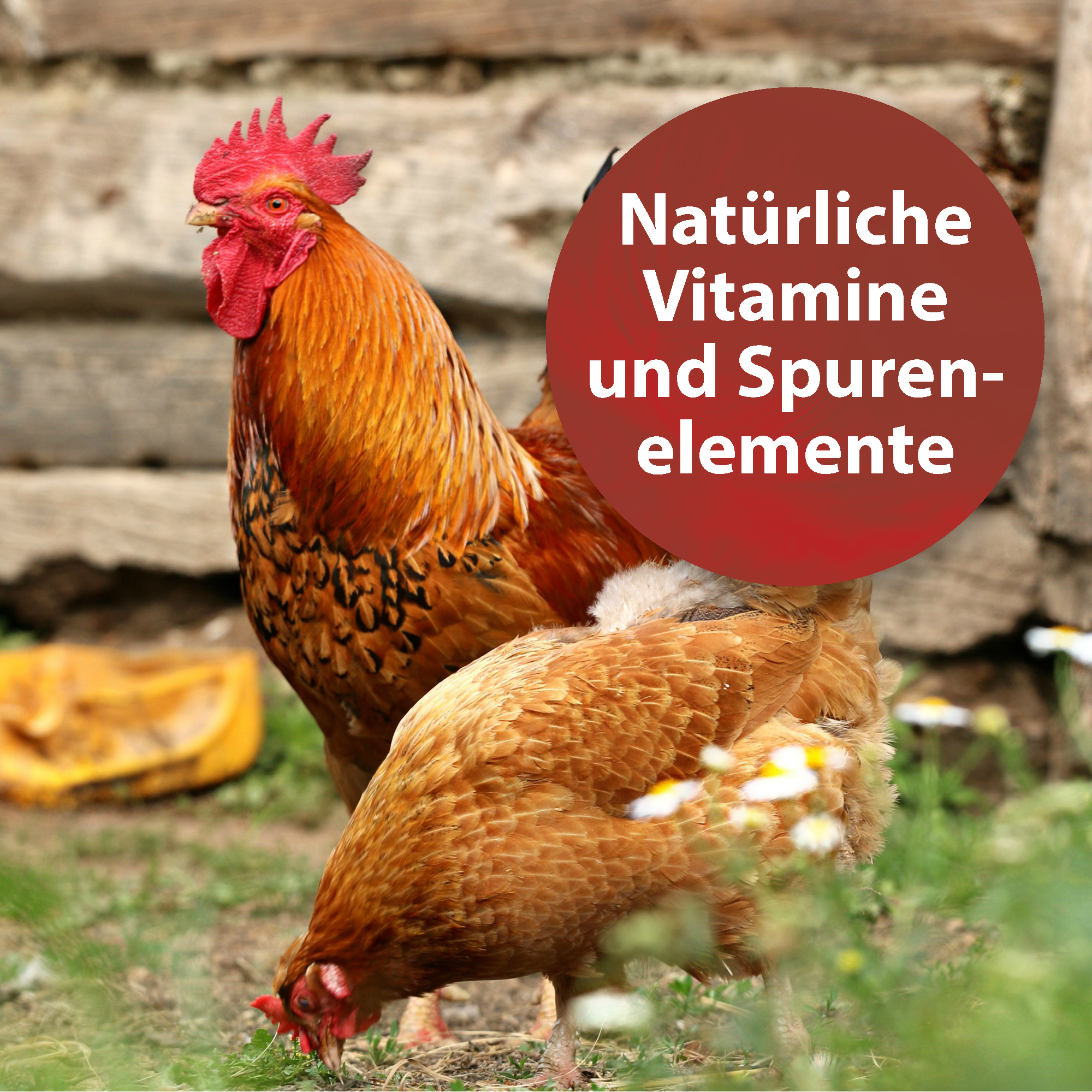 Quiko Ergänzungsfutter Quiko Bierhefe 400g: Eiweißreiche Ergänzung zum täglichen Futter für Ziervögel
