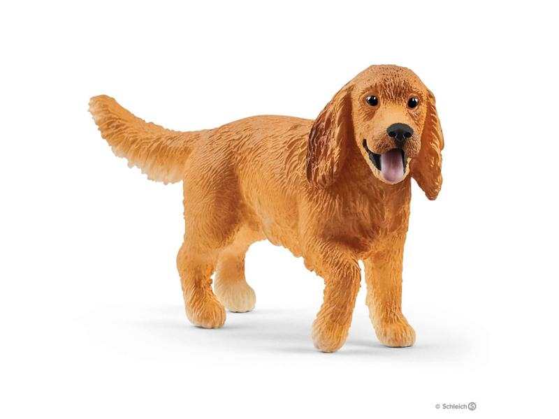 Cocker spaniel anglais