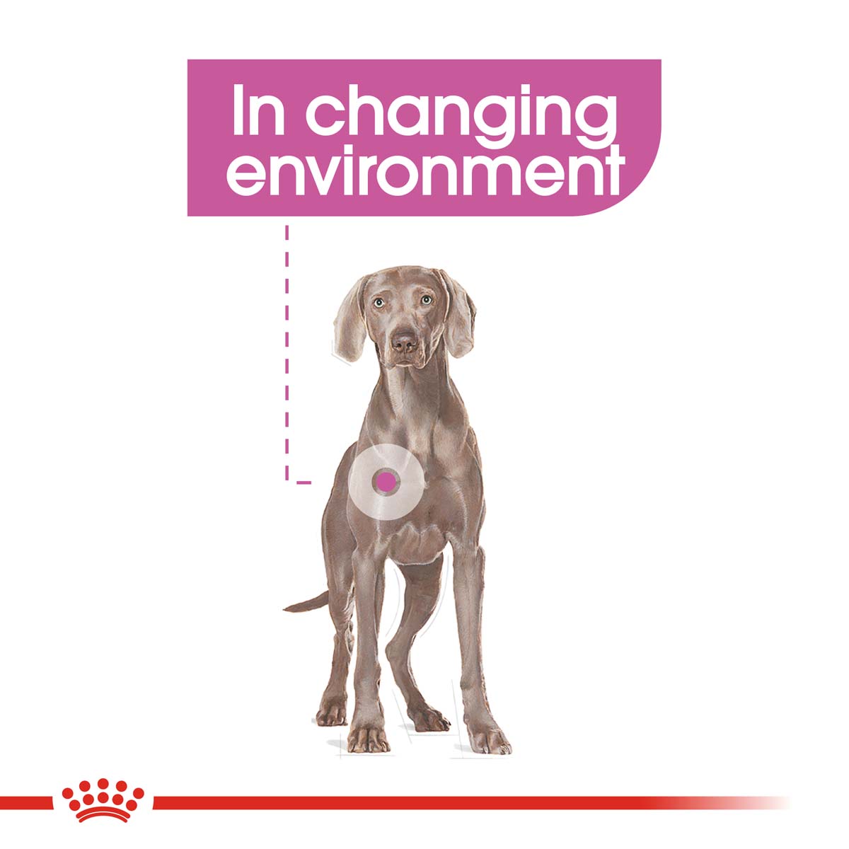 ROYAL CANIN RELAX CARE MAXI Trockenfutter für große Hunde in unruhigem Umfeld