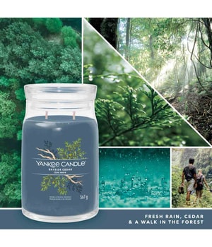 Yankee Candle Bayside Cedar Duftkerze-368 g