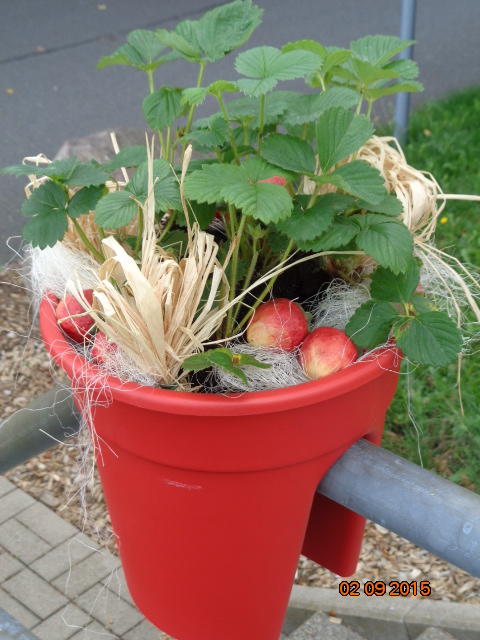 KHW Geländerblumentopf Flowerclip, 3er Set, rot
