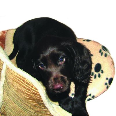 SnuggleSafe Heizkissen für Haustiere