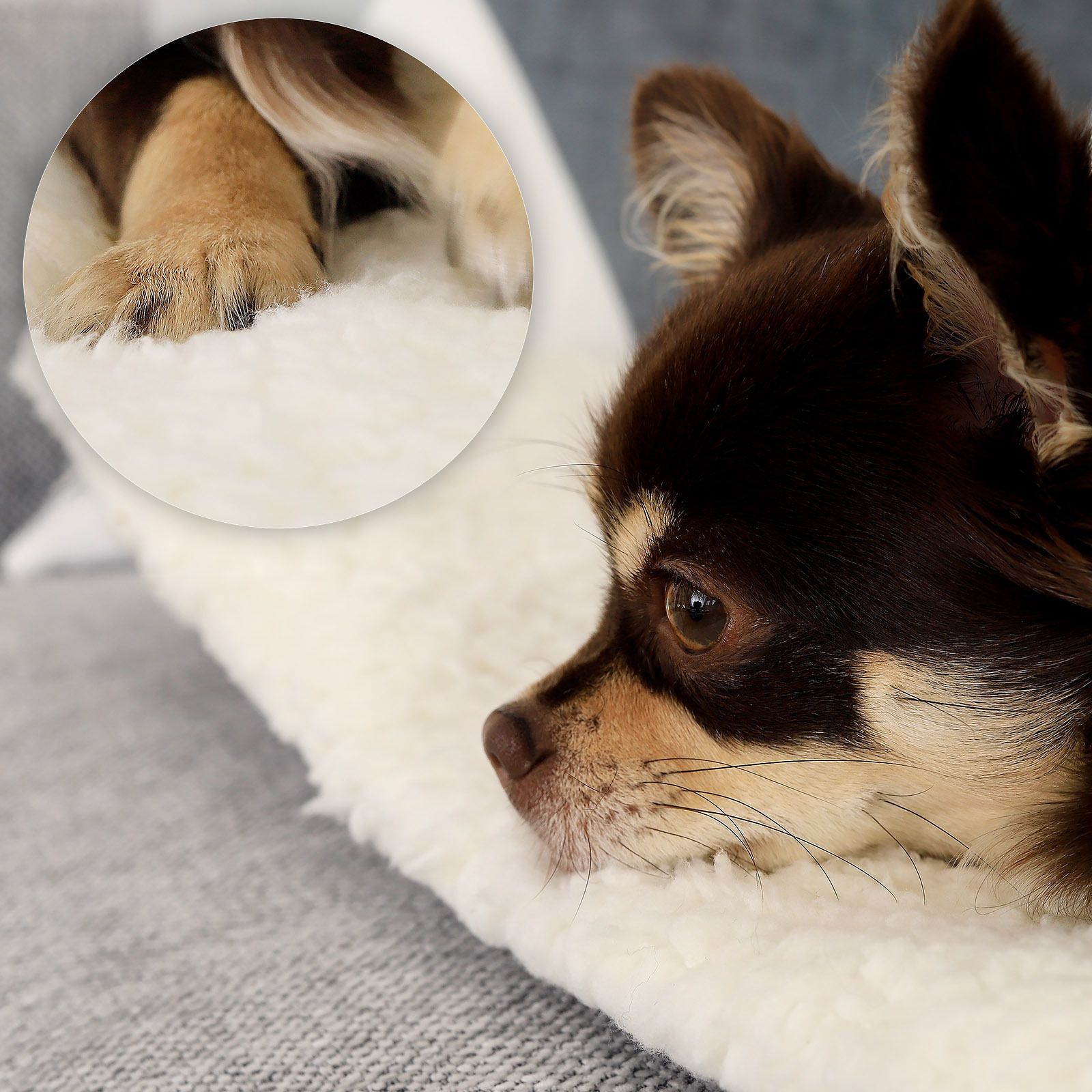 Lionto Hundedecken Lionto Selbstheizende Wärmematte für Haustiere